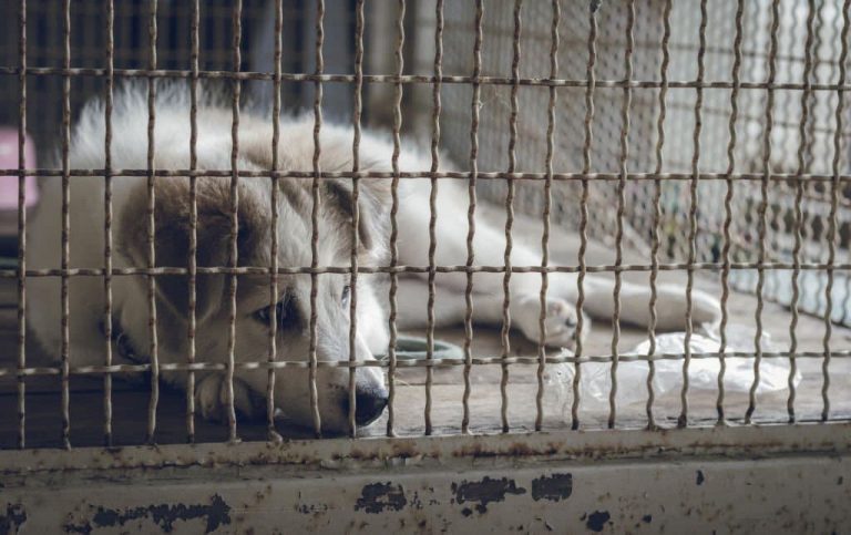 Does Your New Puppy Cry In His Crate?
