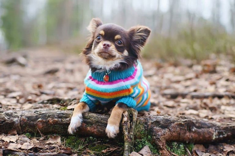 How To Make Dog Coat Soft and Shiny