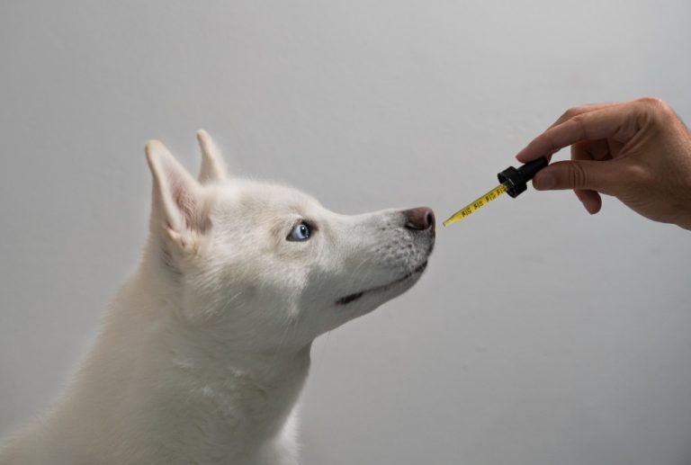 CBD Supplement: Does Your Dog Really Need It?