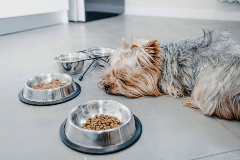 What To Do If Your Dog Is Not Eating