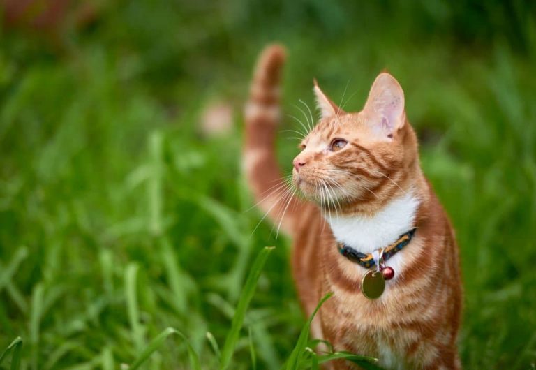 How To Choose The Safest Cat Collars