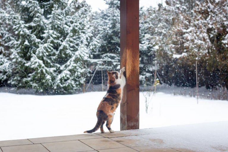 How To Avoid Pets Damage To Your Patio Furniture