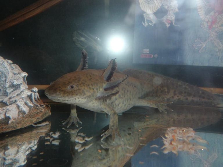 4 Reasons Why You Should Own an Exotic Pet