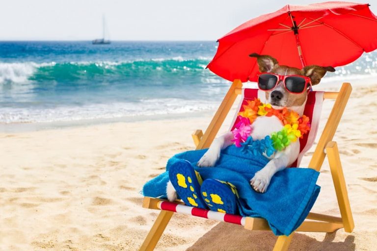 Best Places To Take Your Dog For A Holiday