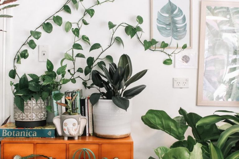 How to Design a Successful Indoor Garden?