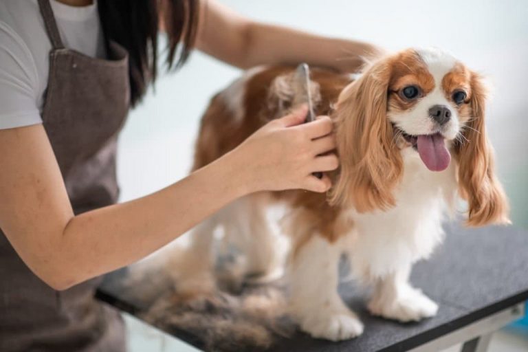 Common Offline Marketing Options to Consider for Your Pet Business 