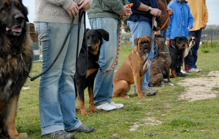 Adopting Your First Dog? An Essential Training Guide