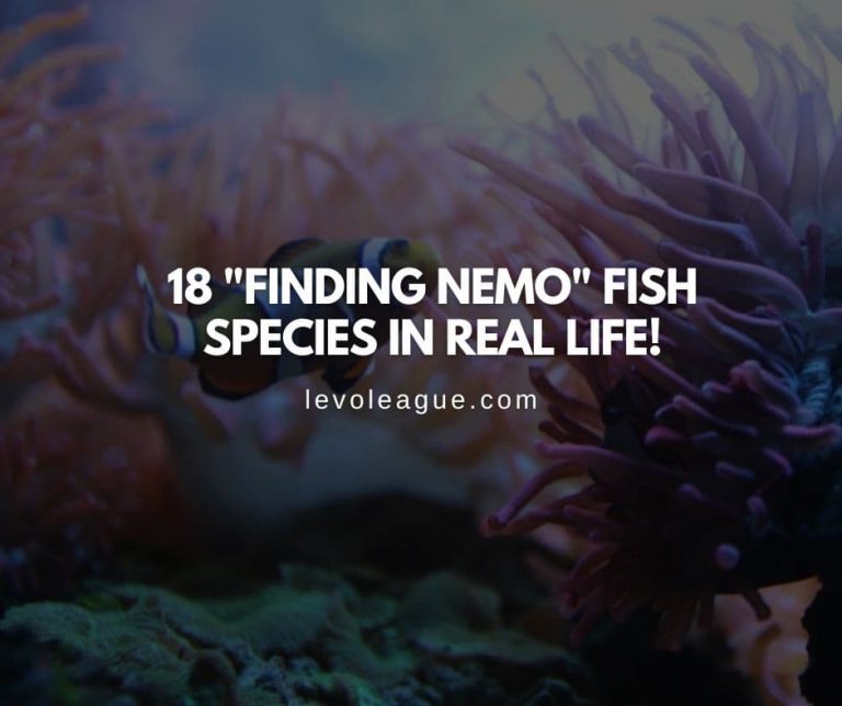 18 “Finding Nemo” Fish Species: See Them In Real Life!