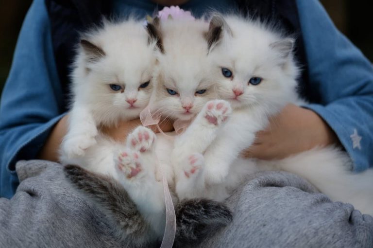 4 Everyday Pet Care Tips Every First-Time Pet Owner Should Follow