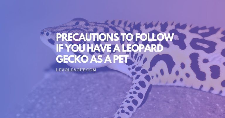 Precautions to Follow if You Have a Leopard Gecko as a Pet