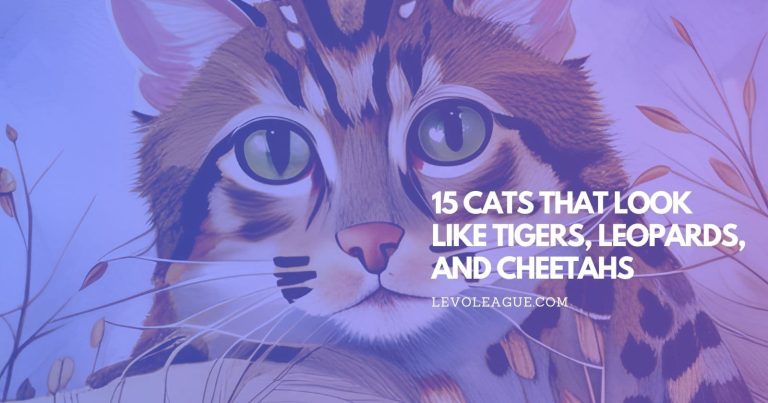 15 Cats That Look Like Tigers, Leopards, and Cheetahs (With Pictures)