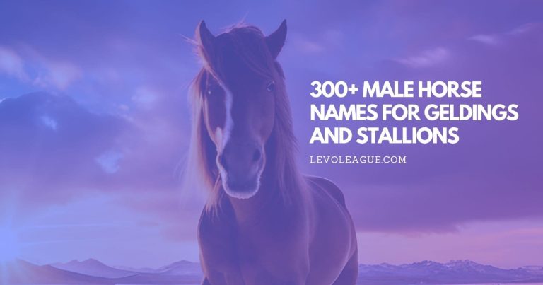 300+ Male Horse Names for Geldings and Stallions With Meanings