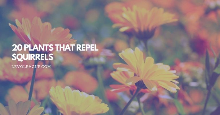 20 Plants that Repel Squirrels – Keep Your Garden Squirrel-free