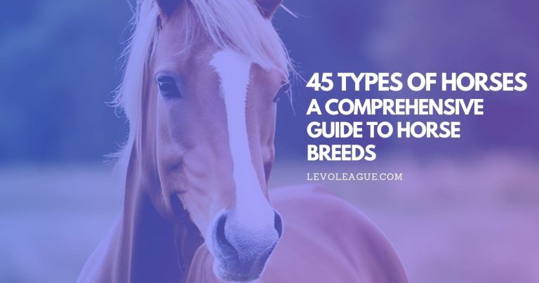 45 Types of Horses: A Comprehensive Guide to Horse Breeds