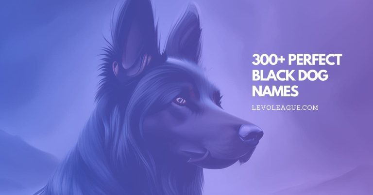 300+ Creative and Unique Black Dog Names: The Ultimate List for Your Dark-Furred Friend
