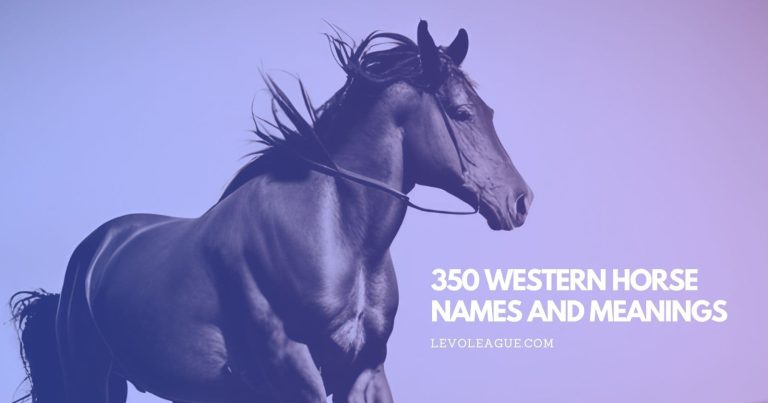 350 Western Horse Names – Find the Perfect Name for Your Horse