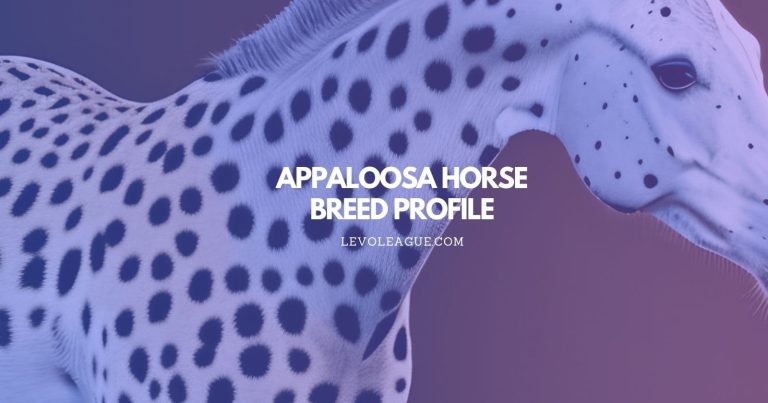 Appaloosa Horse Breed Profile: Facts, Temperament, Lifespan, and Care