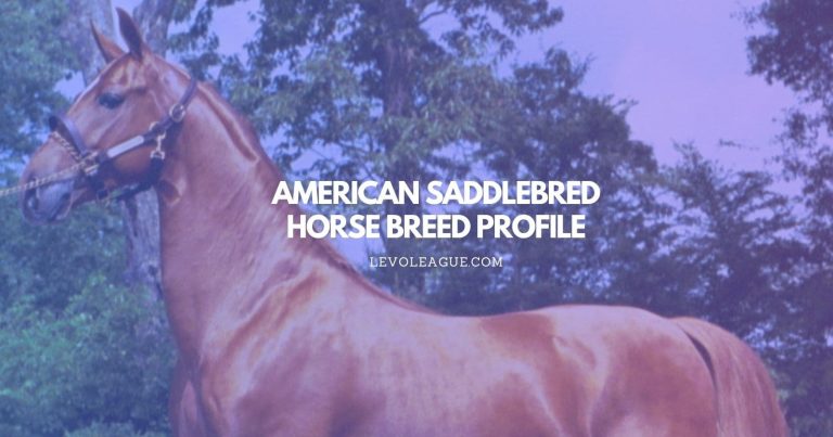 American Saddlebred Horse Breed Profile: Facts, Temperament, Lifespan, and Care