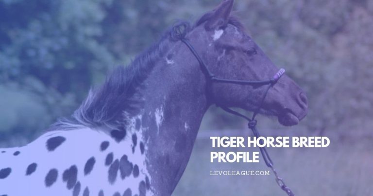 Tiger Horse: A Comprehensive Breed Profile