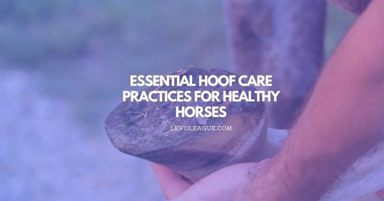 Essential Hoof Care Practices For Healthy Horses