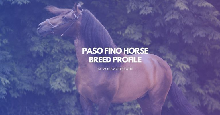 Paso Fino Horse Breed Profile: Facts, Temperament, Lifespan, and Care