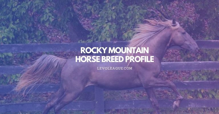 Rocky Mountain Horse Breed Profile: Facts, Characteristics, Lifespan, and Care