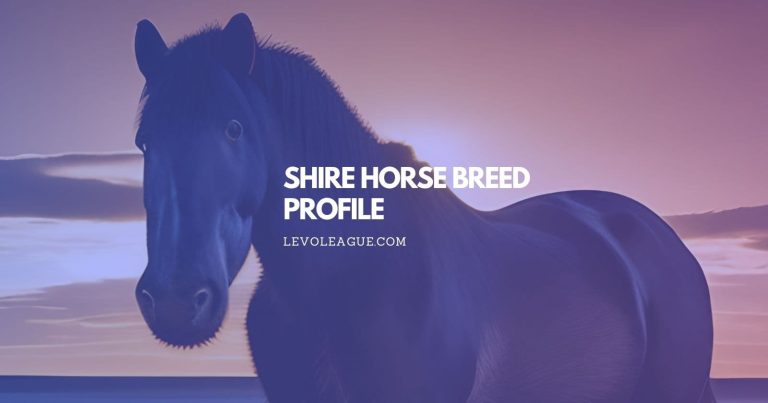 Shire Horse Breed Profile: Facts, Temperament, Lifespan, and Care