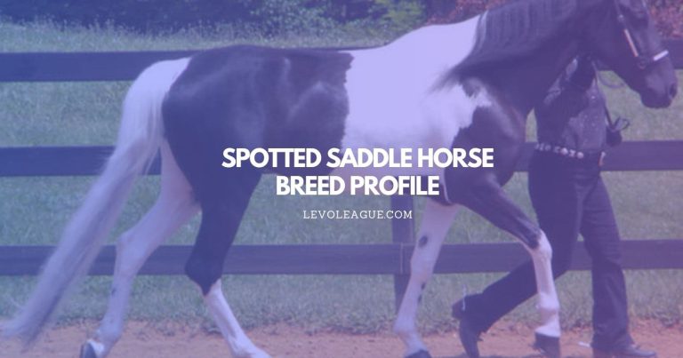 Spotted Saddle Horse Breed Profile: Facts, Characteristics, Lifespan, and Care