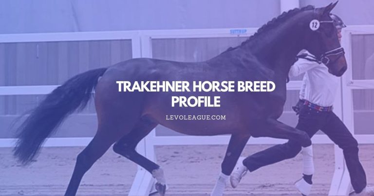 Trakehner Horse Breed Profile: Facts, Characteristics, Lifespan, and Care