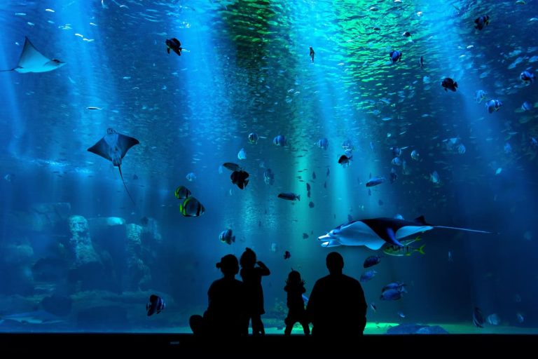 Aquarium Essentials Checklist: Your Go-To Guide For Setting Up And Maintaining Your Tank