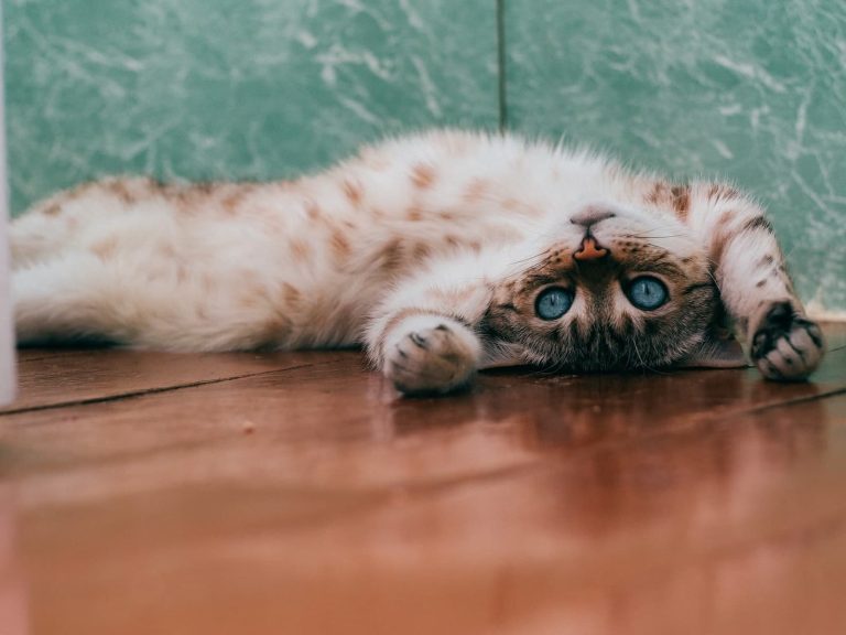 Beyond The Bowl: A Comprehensive Guide To Foods That Should Stay Away From Your Cat’s Diet